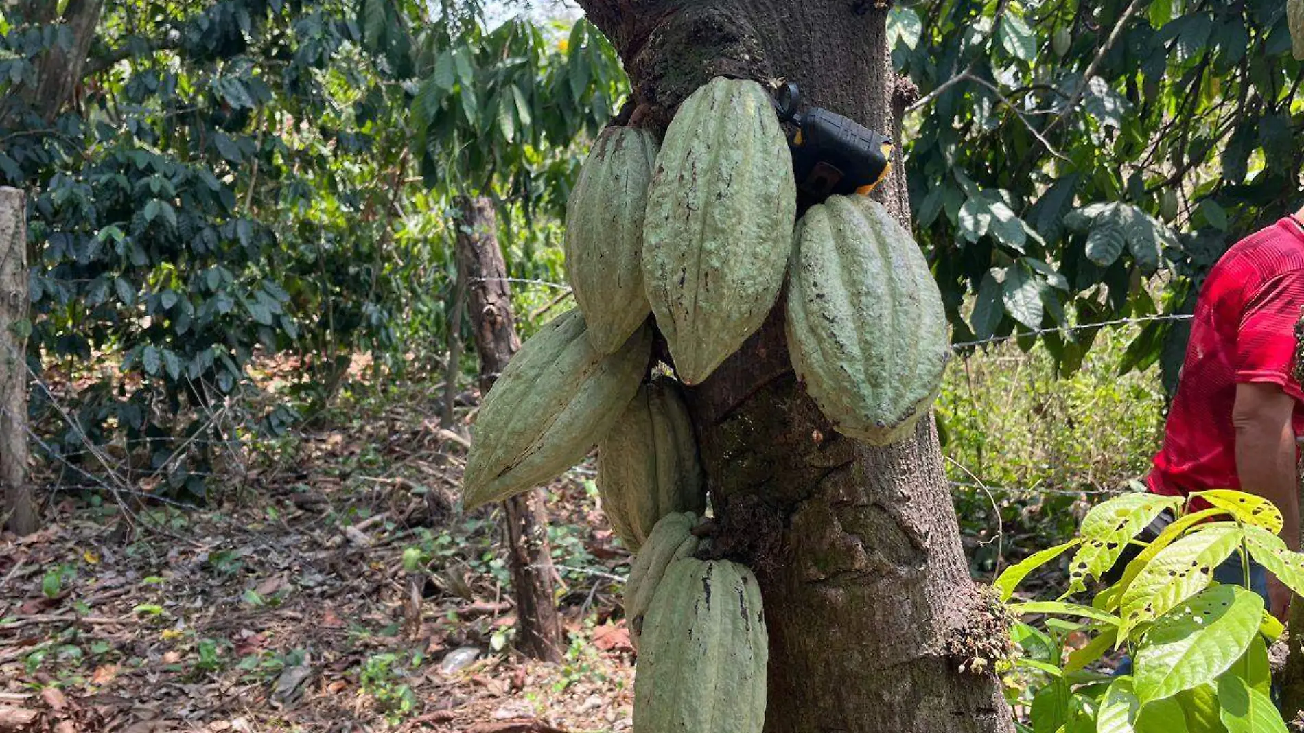 planta de cacao